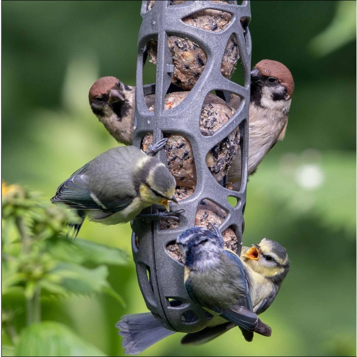 Fugle der spiser