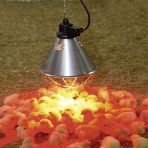 Elektriske Kyllingemødre