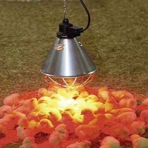 Elektriske Kyllingemødre