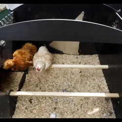 H�nsehus - Nestera Logde Large - 9-13 h�ns