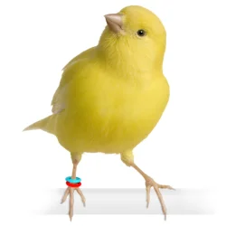 E-Z Elastikringe - 4,5 mm. - Gul - 50 stk.