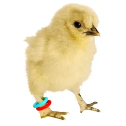 E-Z Elastikringe - 4,5 mm. - Gul - 50 stk.