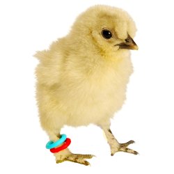 E-Z Elastikringe - 6 mm. - Bl - 50 stk.