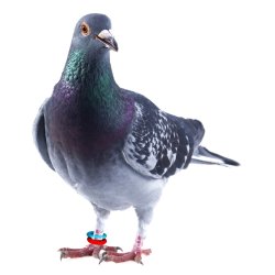 E-Z Elastikringe - 8 mm. - Grn - 50 stk.