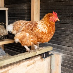 Anti Blodmide Kit - Undg blodmider naturligt