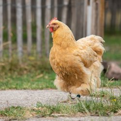 Fodringe / Bndringe 16 mm - Hns