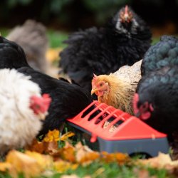 Fodertrug Disko - 50 cm. - Sort/rd