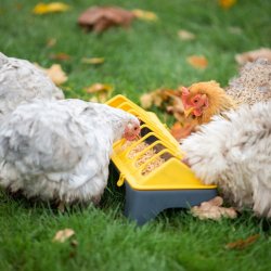 Fodertrug Disko - 50 cm. - Sort/gul