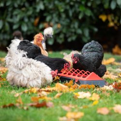 Fodertrug Disko - 50 cm. - Sort/rd