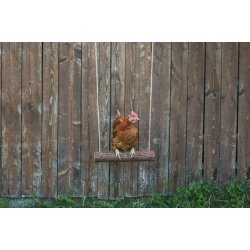 Hnsegynge "Polly Swing"