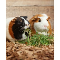 Strelse i pap - Stvfri og allergivenligt - 18 kg.