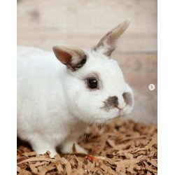 Strelse i pap - Stvfri og allergivenligt - 18 kg.