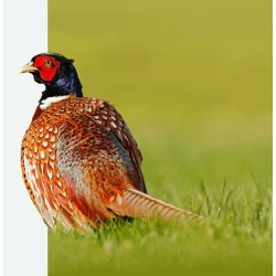 Strelse i pap - Stvfri og allergivenligt - 18 kg.