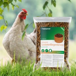 Soldaterfluelarver - 1000 gram