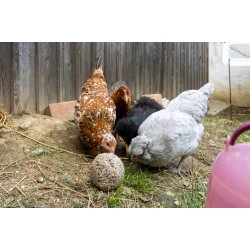 Foderbolde til fjerkr "PeckBall" - 6 stk.  500 gram