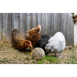 Foderbolde til fjerkr "PeckBall" - 6 stk.  500 gram