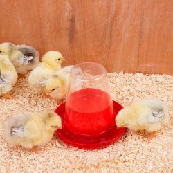 Plastikvander 0,6 ltr. - Smal vandrende - Fasan og vagtelvander