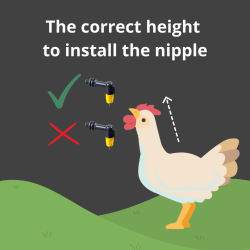 Avi-Aqua-Plus automatisk drikkeautomat til fjerkr