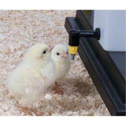 Kyllingedrikkeautomat med nippel - 1 liter