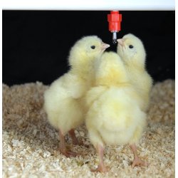 Drikkenippel til hns og kyllinger - IMPEX