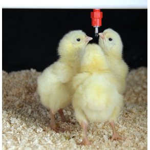 Drikkenippel til hns og kyllinger - IMPEX