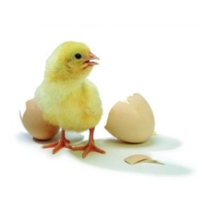 Rugeanvisning til fladeruger og motorruger